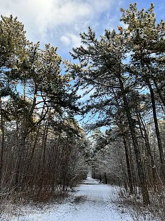 Щепкинский лес