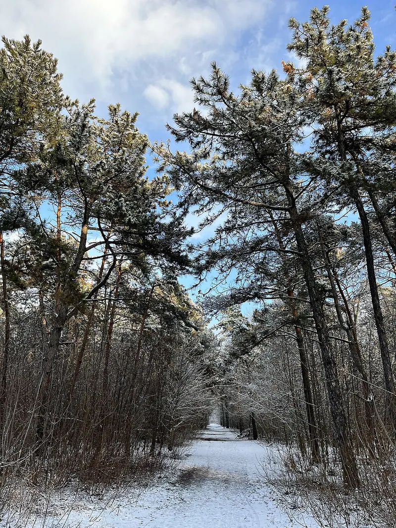 Щепкинский лес