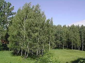 Рогожинский парк