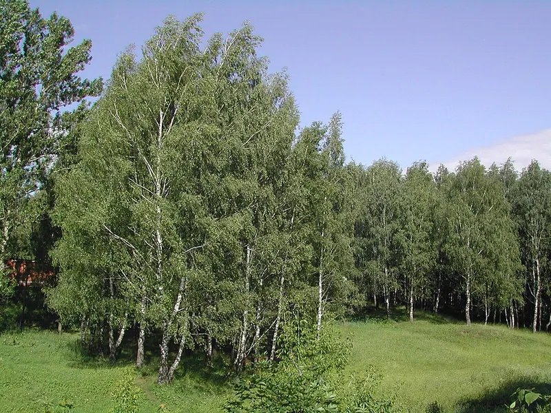 Рогожинский парк