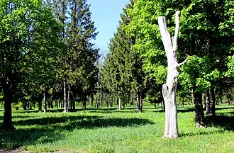 Великоанадольский лес