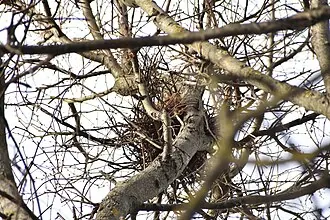 Алтуфьевский лесопарк — фото 2
