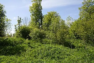 Любшанская крепость