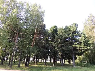 Старые культуры кедра и лиственницы — фото 2