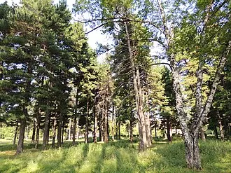 Старые культуры кедра и лиственницы — фото 3