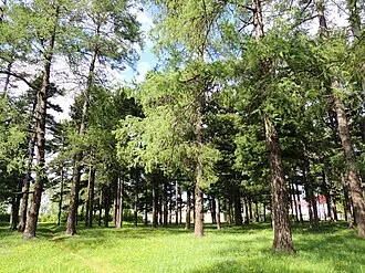 Старые культуры кедра и лиственницы — фото 4