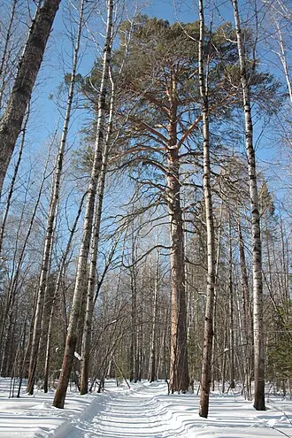 Оленьи Ручьи — фото 4