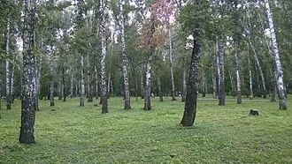Берёзовая роща (парк, Новосибирск) — фото 3