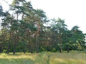 Калужский бор