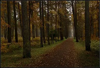 Верхний парк (Сестрорецк)