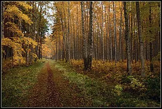Средний парк (Сестрорецк)