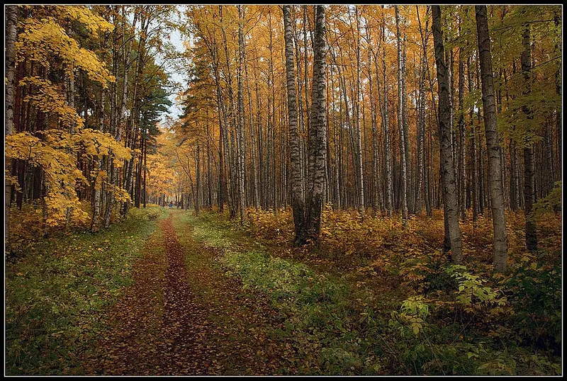 Средний парк (Сестрорецк)