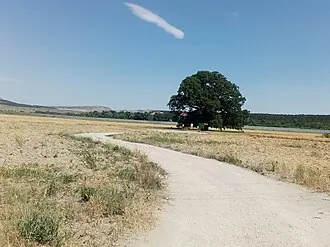 Дуб Суворова — фото 4