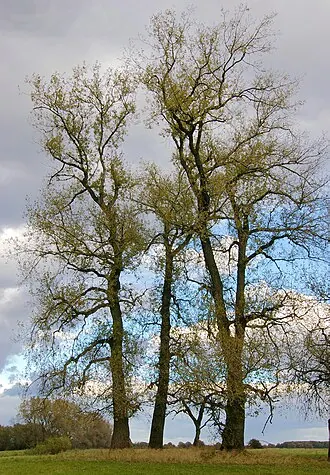 Урочище Церковный рынок