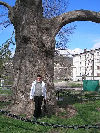Платан Палласа — фото 2