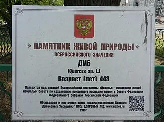 Астраханский дуб — фото 2