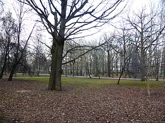 Северные Дубки — фото 3