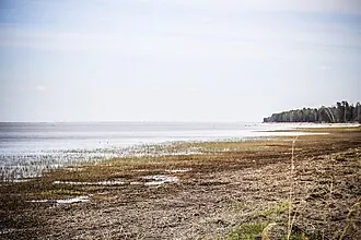 Лебяжий заказник (Ленинградская область)
