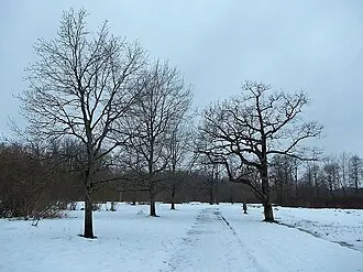 Баболовский парк — фото 3