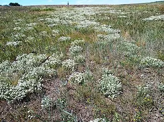 Балка Северная