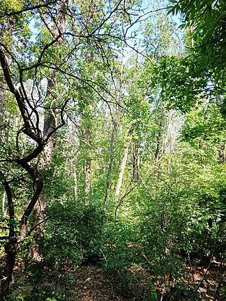 Азовская дача