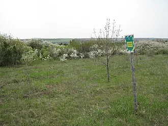 Никаноровский лес