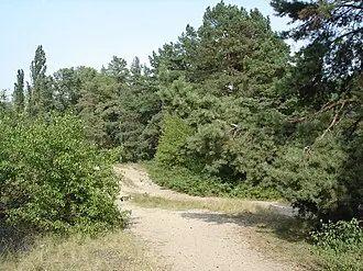 Сосновые культуры
