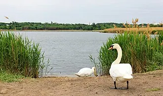 Солёное (озеро, Донецкая область)