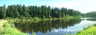 Лоскутовский припоселковый кедровник