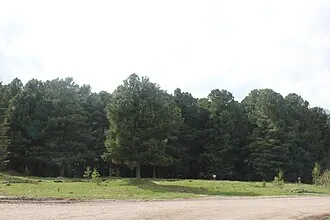 Белоусовский припоселковый кедровник