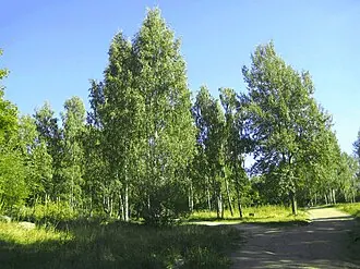 Центральный парк культуры и отдыха имени М. И. Калинина — фото 3