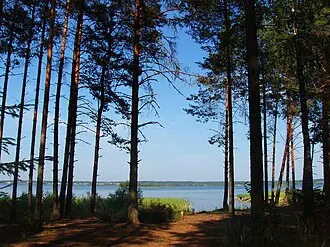 Васькин бор (памятник природы)