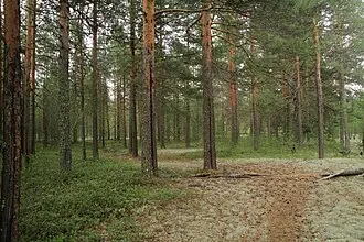 Барановский бор