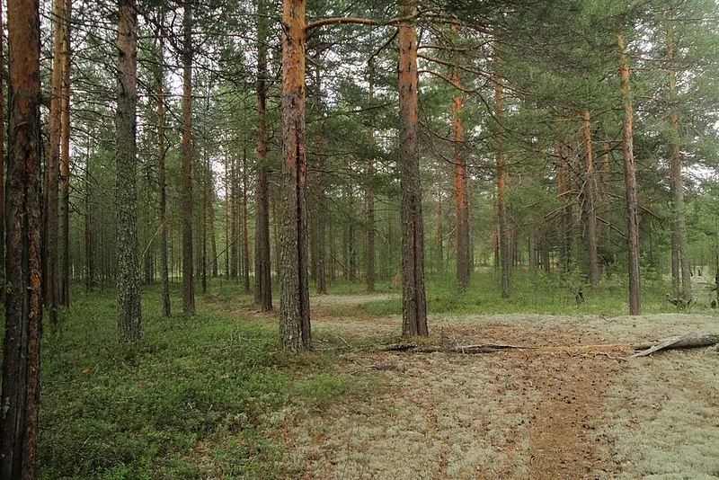 Барановский бор