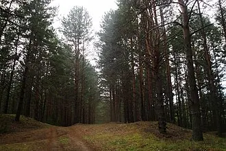 Барановский бор — фото 2
