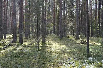 Шиленгский бор