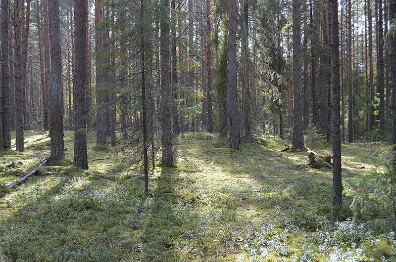 Шиленгский бор