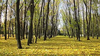 Дендрологический парк ВГЛТУ