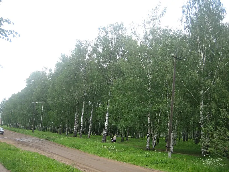Берёзовая роща (парк, Яранск)