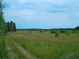 Истоки реки Оредеж в урочище Донцо