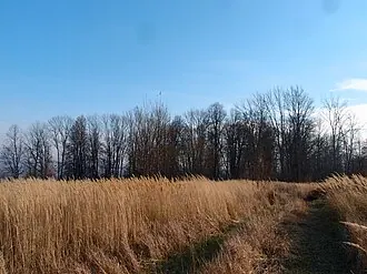 Спас-Коркодино (усадьба) — фото 3