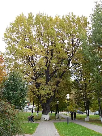 Дуб-долгожитель — фото 2