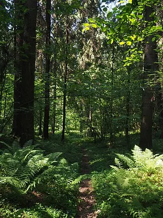 Полевщинский лес