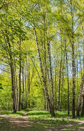 Парк в селе Новый Милет