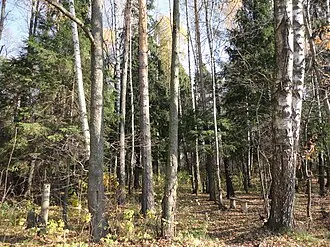 Старинный парк и кварталы 1, 3, 4, 9 Салтыковского участка Балашихинского лесопарка