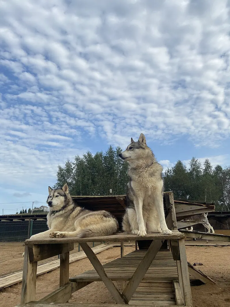 Рузская Аляска