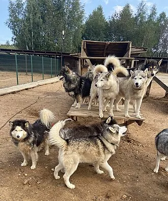 Рузская Аляска — фото 2