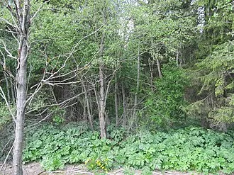 Гостилицкий заказник