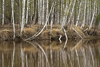 Елизаровский заказник — фото 2