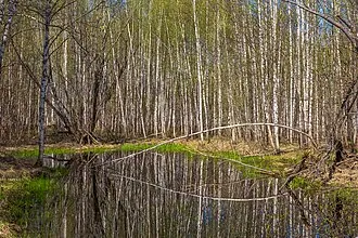 Елизаровский заказник — фото 4